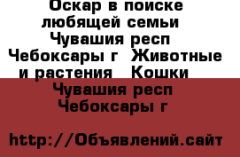 Оскар в поиске любящей семьи - Чувашия респ., Чебоксары г. Животные и растения » Кошки   . Чувашия респ.,Чебоксары г.